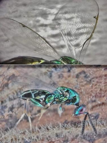 Torymus sp.